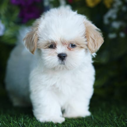 Shih Tzu puppy named Lewis