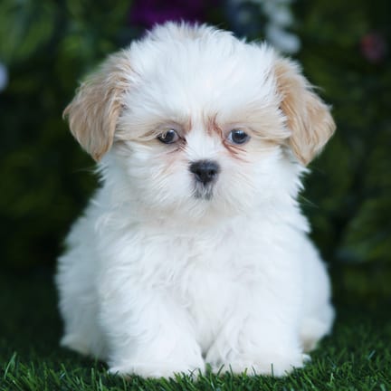 Shih Tzu puppy named Lewis
