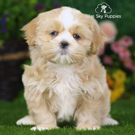 Shih Tzu puppy named William