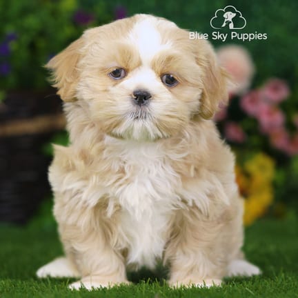 Shih Tzu puppy named William