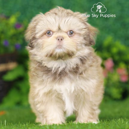 Shih Tzu puppy named Charlotte