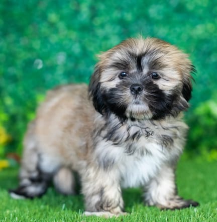 ShihApso puppy named Mya