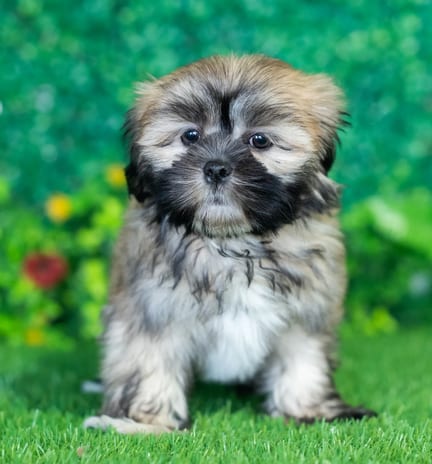 ShihApso puppy named Mya