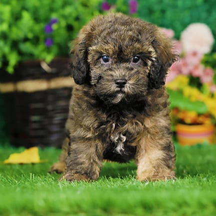 Shihpoo F1B puppy named Queenie