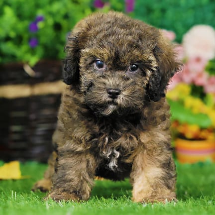 Shihpoo F1B puppy named Queenie