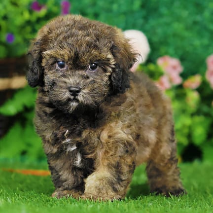 Shihpoo F1B puppy named Queenie