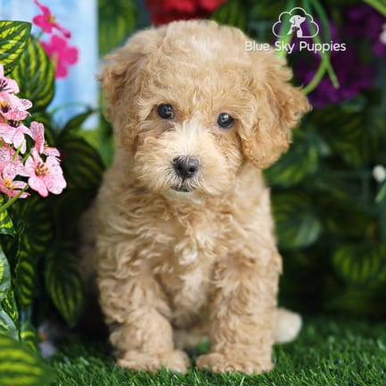 Shihpoo F1B puppy named Sunny