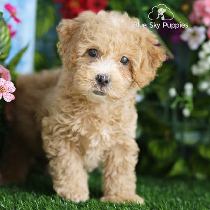 Shihpoo F1B puppy named Sunny