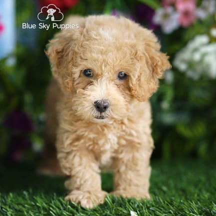 Shihpoo F1B puppy named Sunny