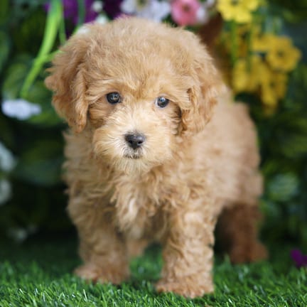 Shihpoo F1B puppy named Roscoe