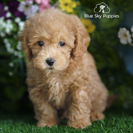 Shihpoo F1B puppy named Roscoe