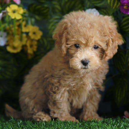 Shihpoo F1B puppy named Roscoe