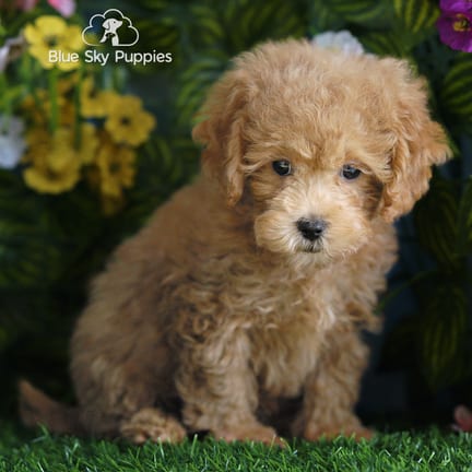 Shihpoo F1B puppy named Roscoe