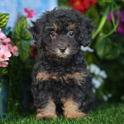 Shihpoo F1B puppy named Faye