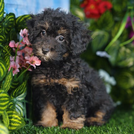 Shihpoo F1B puppy named Faye