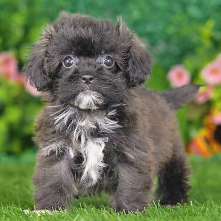 Shihpoo puppy named Chelsea