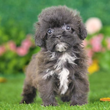 Shihpoo puppy named Chelsea