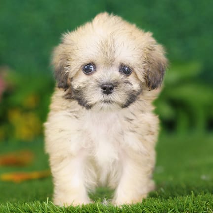 Shihpoo puppy named Judge