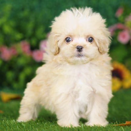 Shihpoo puppy named Harley
