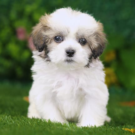 Shihpoo puppy named Luke