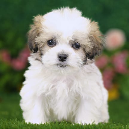Shihpoo puppy named Luke