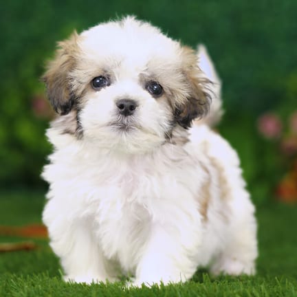 Shihpoo puppy named Luke