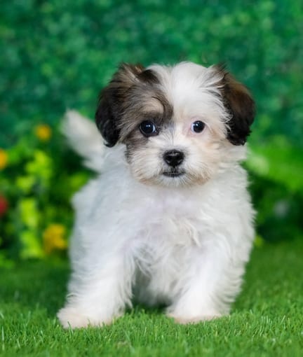 Shihpoo puppy named Maddy