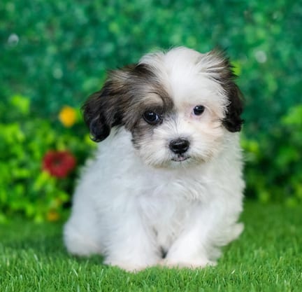 Shihpoo puppy named Maddy