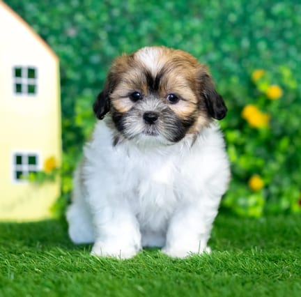 Shihpoo puppy named Nina