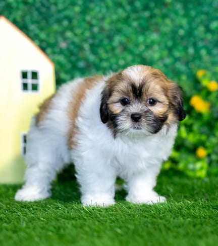 Shihpoo puppy named Nina