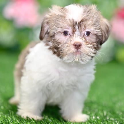 Shihpoo puppy named Heidi