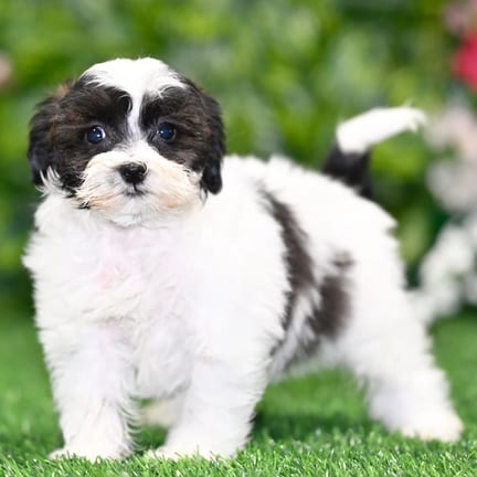 Shihpoo puppy named Vicky