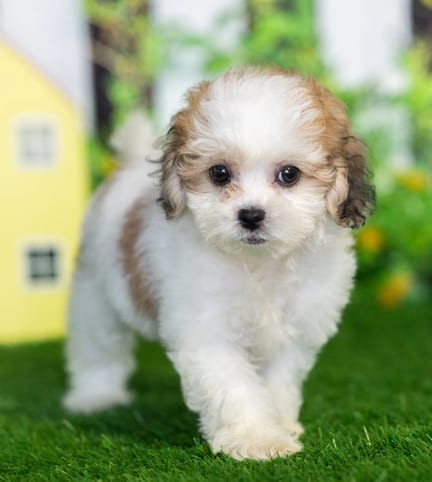 Shihpoo puppy named James