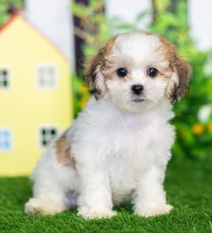 Shihpoo puppy named James