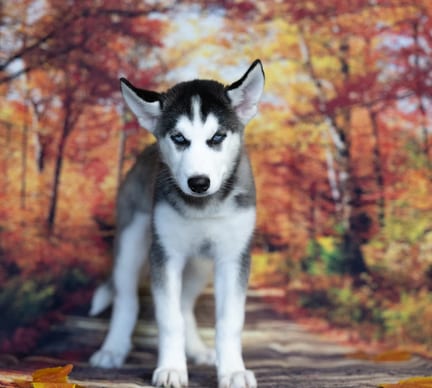 Siberian Husky puppy named Basil