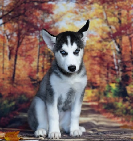 Siberian Husky puppy named Basil