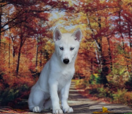 Siberian Husky puppy named Gia