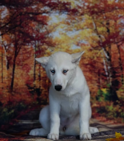 Siberian Husky puppy named Pippin