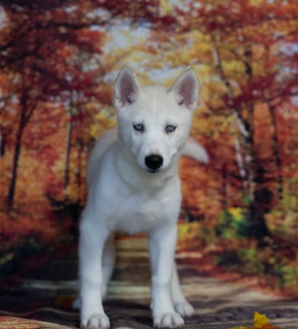 Siberian Husky puppy named Pippin