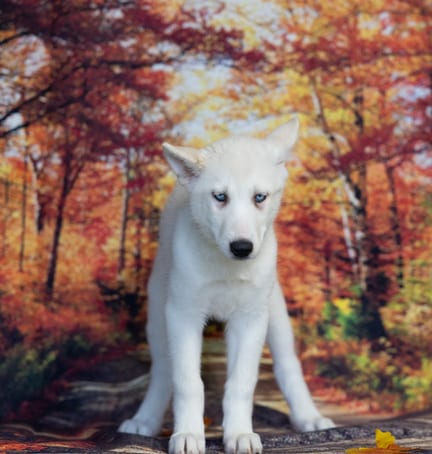 Siberian Husky puppy named Pippin