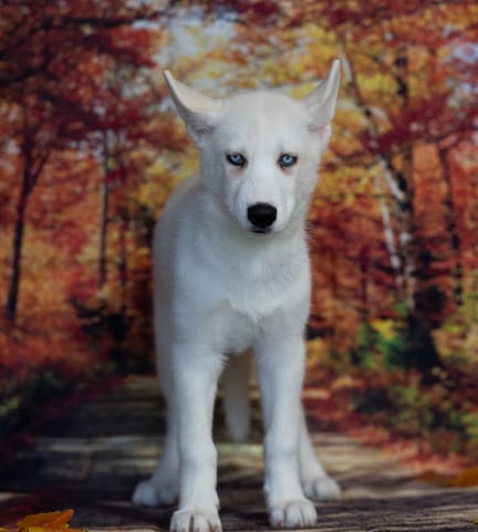 Siberian Husky puppy named Yuba