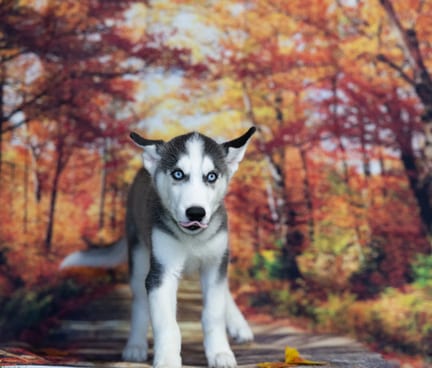 Siberian Husky puppy named Baron