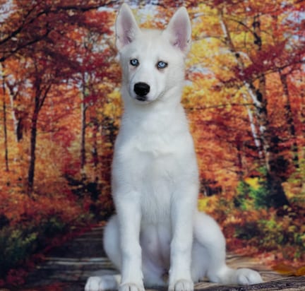 Siberian Husky puppy named Ireland