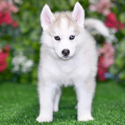 Siberian Husky puppy named Damien