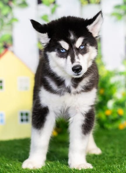 Siberian Husky puppy named Vesper