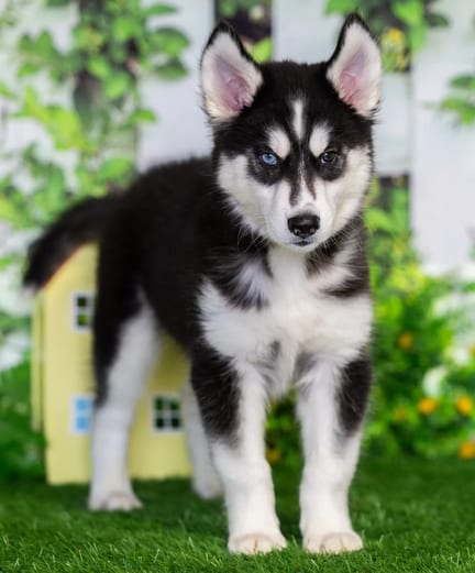 Siberian Husky puppy named Mason