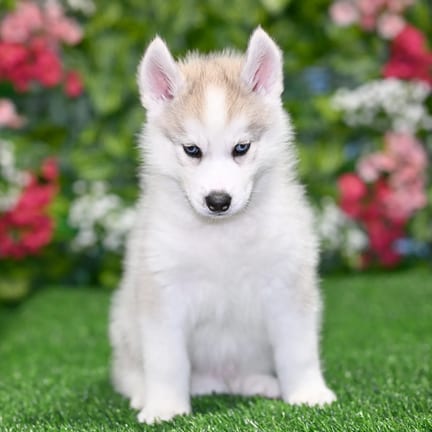 Siberian Husky puppy named Eliza