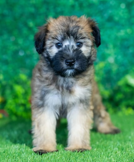 Soft Coated Wheaten Terrier puppy named Xena