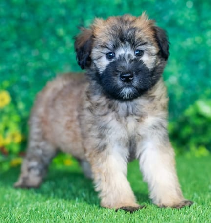 Soft Coated Wheaten Terrier puppy named Xena