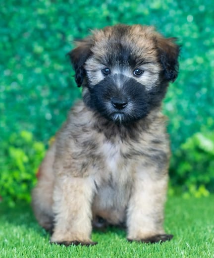 Soft Coated Wheaten Terrier puppy named Flynn